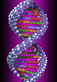 The DNA Molecule