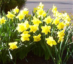 Tristar daffodils