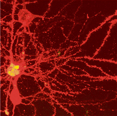 Mouse neurons...