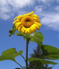sunny flower