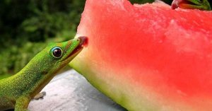 watermelon lizards